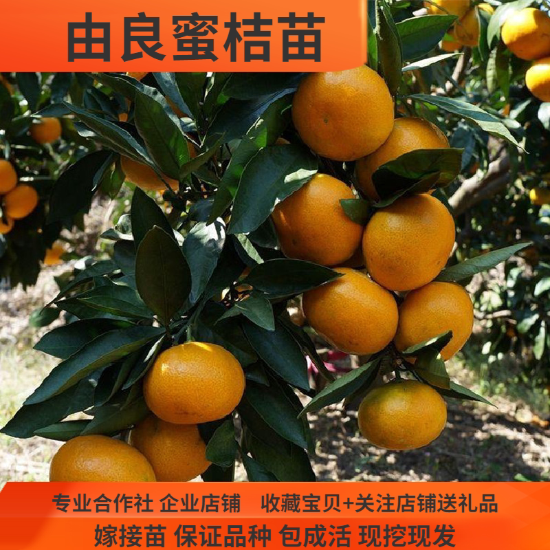 由良蜜桔树苗早熟蜜桔苗橘子树苗温州蜜桔苗柑橘新品种树苗地栽