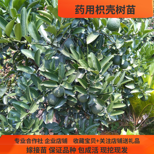 嫁接枳壳苗 药柑 泡柑树苗 良种药用枳壳苗青果采摘