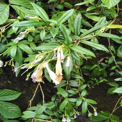 贵州纯天然岩豇豆鲜货包邮 石吊兰黑乌骨石泽兰10斤起批  7块一斤