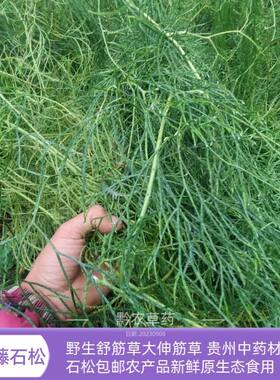 贵州纯天然舒筋草中药材野生藤草石松