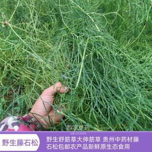 贵州纯天然舒筋草中药材野生藤草石松