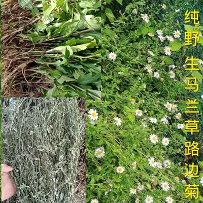 贵州马兰草马兰头干 鲜 正品天然药材田边菊路边菊中药材包邮