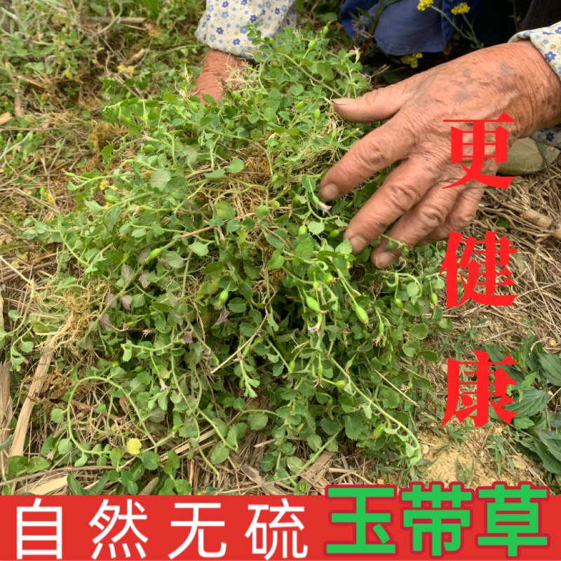 贵州铜锤玉带草 地茄子草 扣子草 马莲草 地浮萍 干品包邮