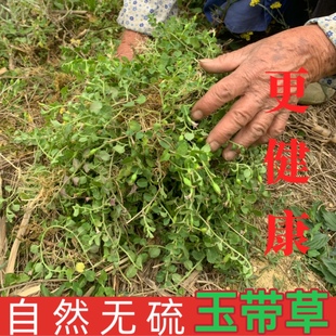 贵州铜锤玉带草 地茄子草 扣子草 马莲草 地浮萍 干品包邮
