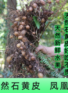 贵州绿色山货天然健康石黄皮化狗儿石枇杷 大自然馈赠 500克新鲜