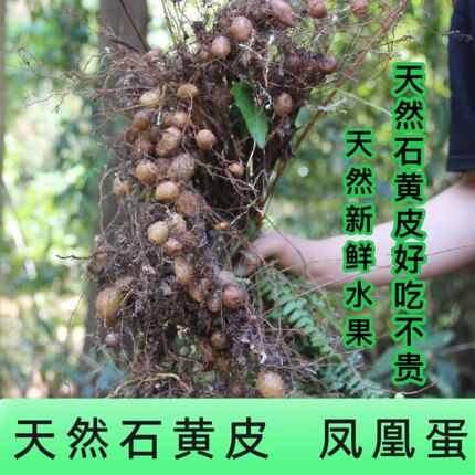 贵州绿色山货天然健康石黄皮化狗儿石枇杷 大自然馈赠 500克新鲜