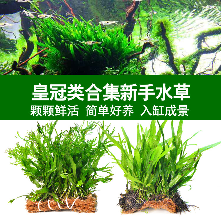 细叶铁皇冠鹿角铁皇冠前中后景阴性水草植物水下叶淡水草缸造景