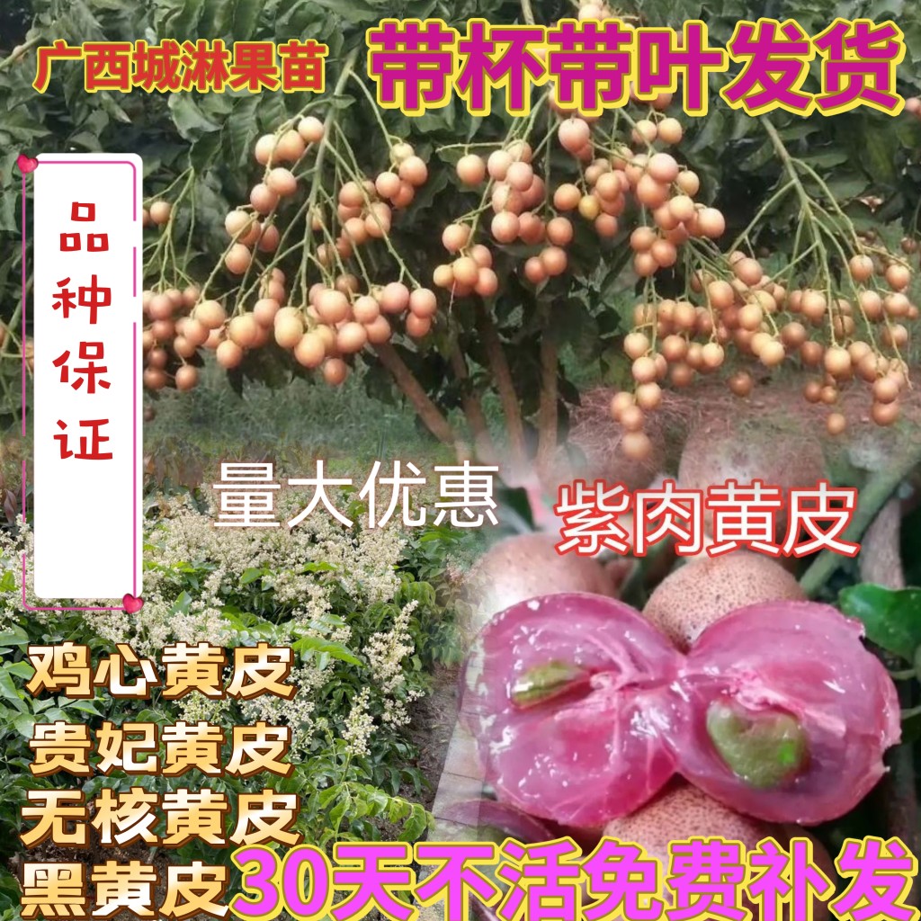 正宗黑金刚黄皮果树嫁接苗南方种植水果树苗庭院盆栽地栽当年结果