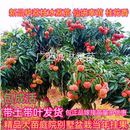 荔枝树苖无核桂味果树盆栽妃子笑水果树苗仙进奉嫁接果苗当年结果