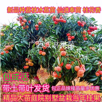 荔枝果树嫁接苗常绿南方地栽盆栽