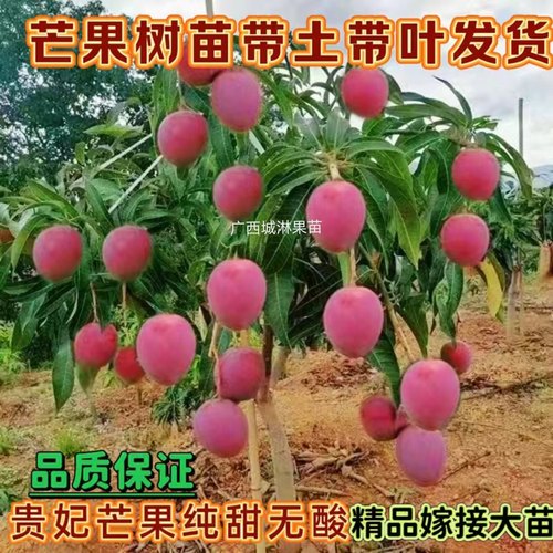 芒果树苗嫁接贵妃芒矮化当年结果