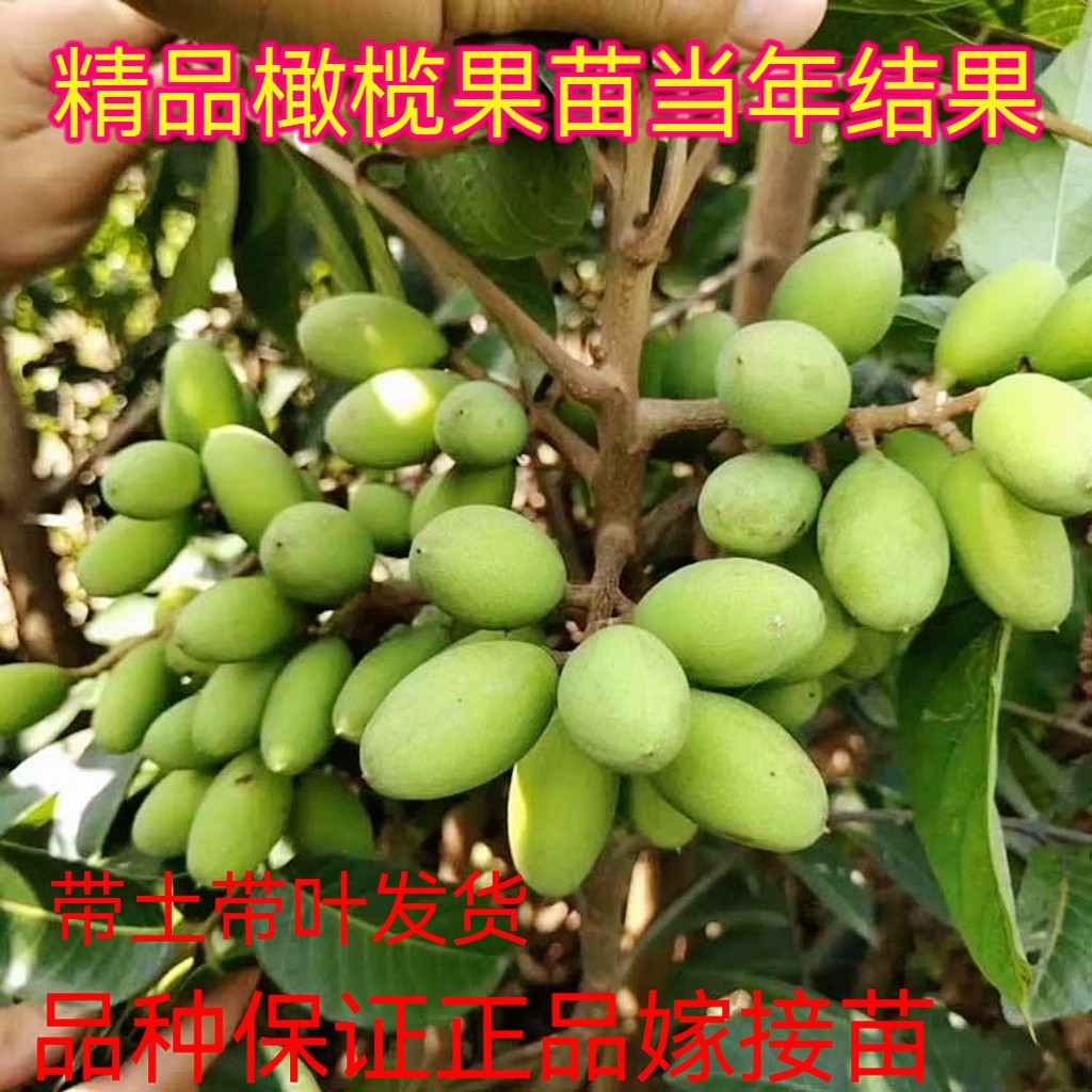 太平洋甜橄榄苗嫁接青橄榄黄榄乌榄黑榄油橄榄果树苗庭院地栽种植