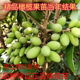 太平洋甜橄榄苗嫁接青橄榄黄榄乌榄黑榄油橄榄果树苗庭院地栽种植