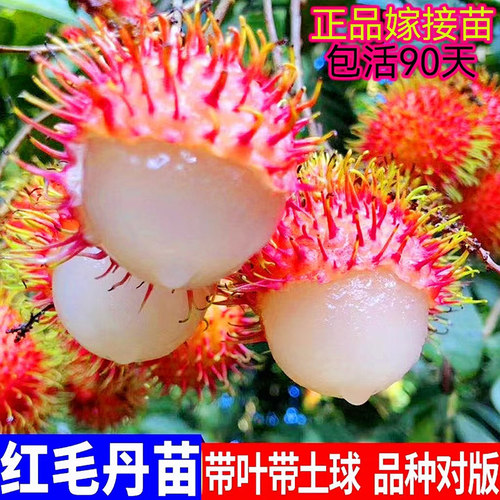 红毛丹嫁接树苗庭院盆栽当年结果