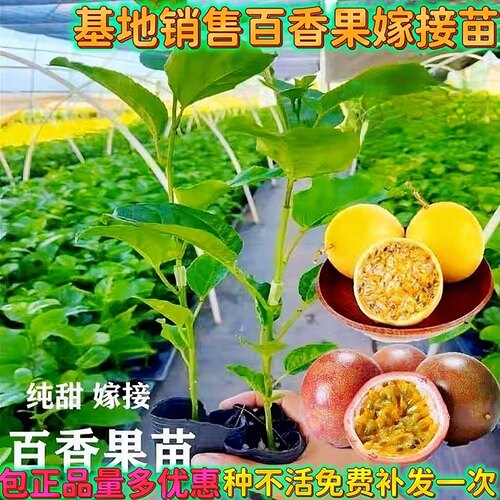 纯甜百香果树嫁接苗爬藤当年结果
