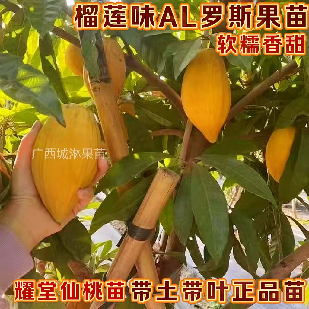 台湾耀堂仙桃苗嫁接木瓜仙桃鸡蛋果苗南方盆栽地四季结果蛋黄果苗