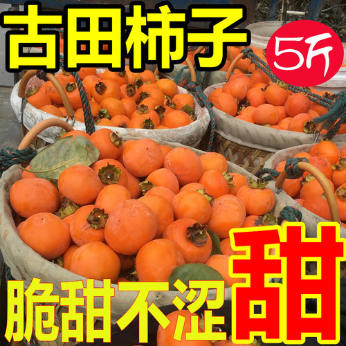 福建古田柿子利洋炮弹柿子 炮弹柿 脆柿新鲜脆柿子农家现采摘5斤