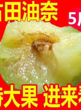 油奈李奈李桃形李古田古田油奈