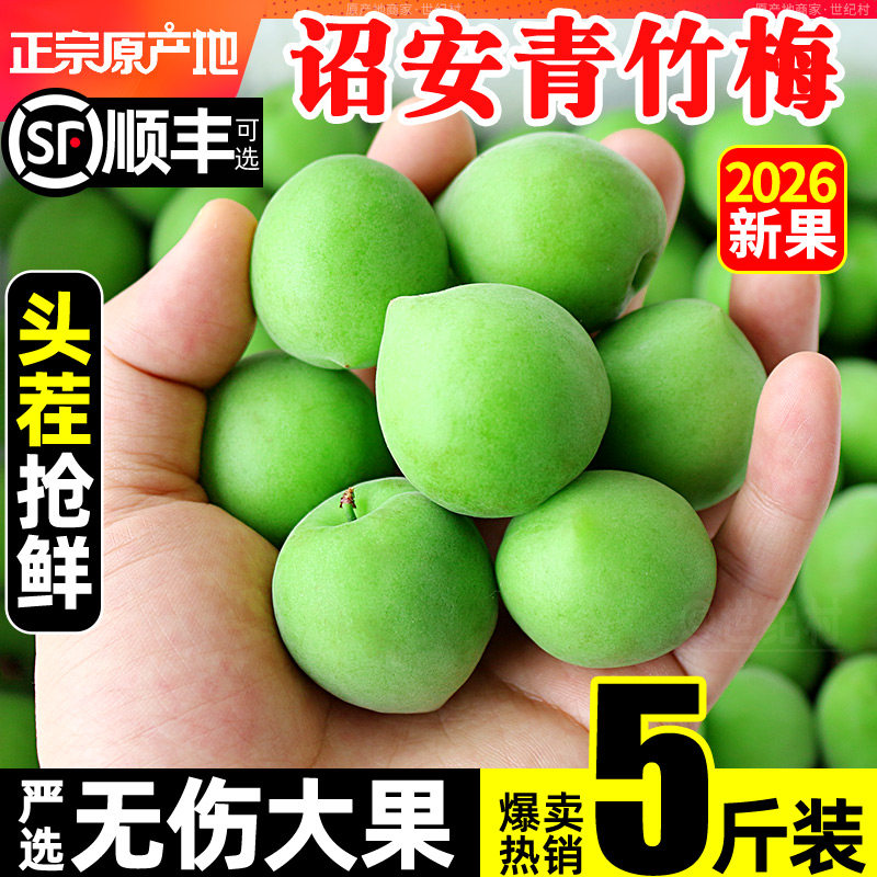 2026福建诏安青梅鲜果5斤水果青竹梅果现摘当季新鲜泡酒专用梅子