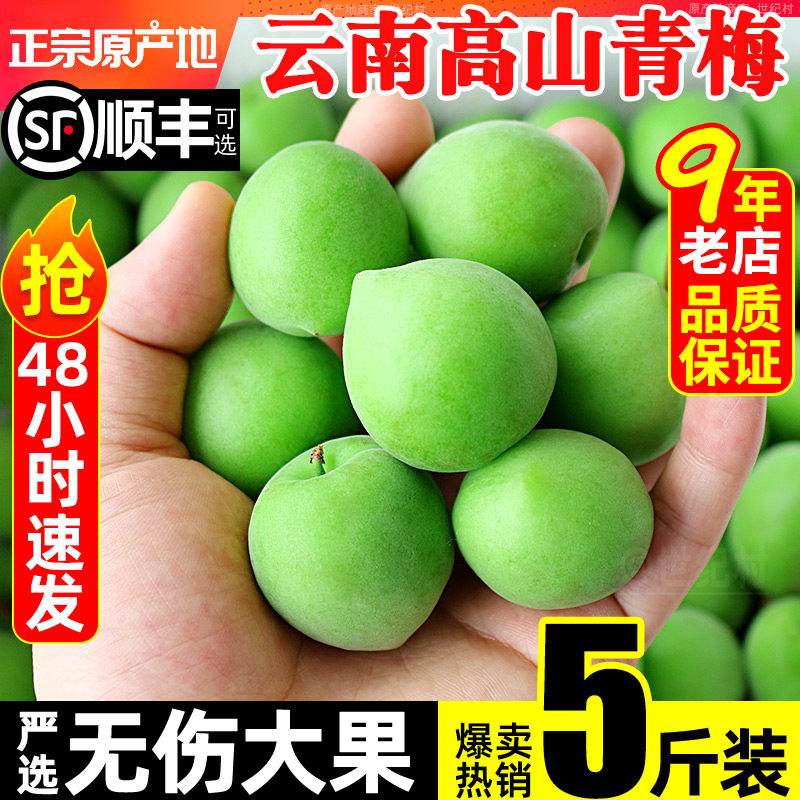 2026云南高山青梅鲜果5斤水果高山现摘当季诏安新鲜泡酒专用梅子