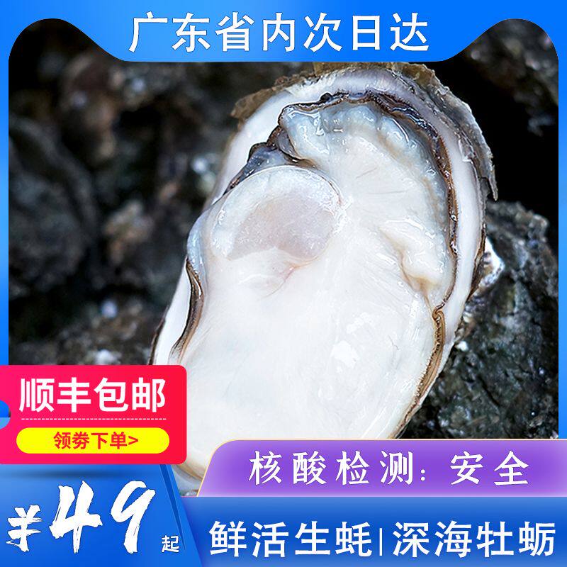 带壳海鲜水产特大烧烤食材生蚝