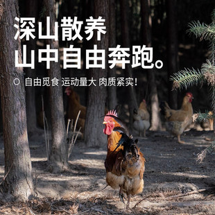 阿泽家老鸡深山散养两年多  正宗土鸡纯粮散养现杀黄油煲鸡汤