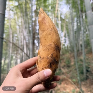 阿泽家冬笋，皖南大山深处发货，真实现摘京东生鲜保鲜，无添加