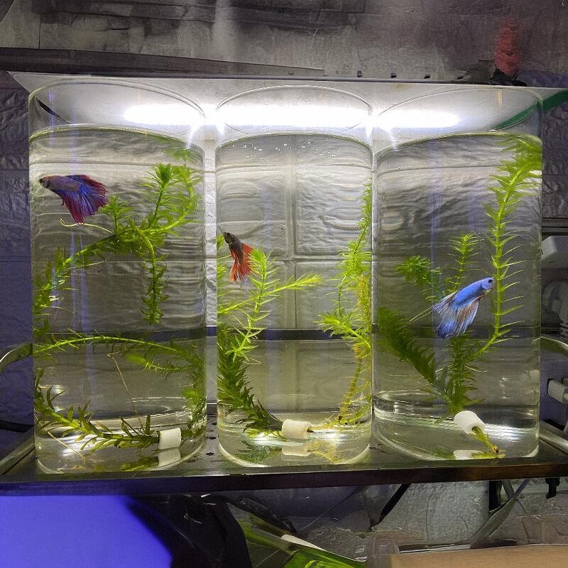 鱼缸造景小型客厅摆件水草植物2024新款超白玻璃缸微景观圆形大号