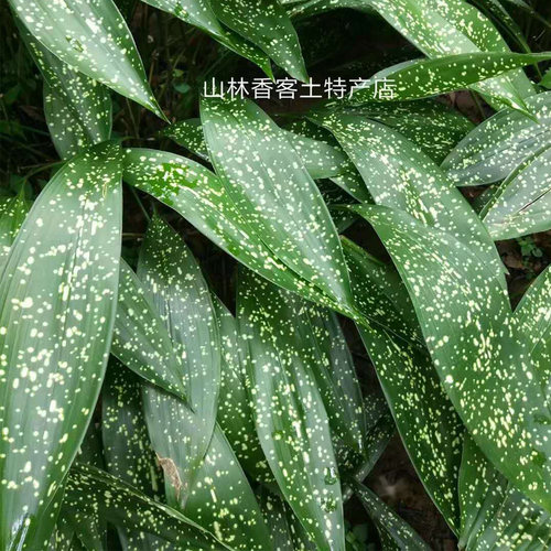 四川米花粽叶包邮现摘新鲜自然宽大云南糯米花粽子叶一叶兰非箬叶