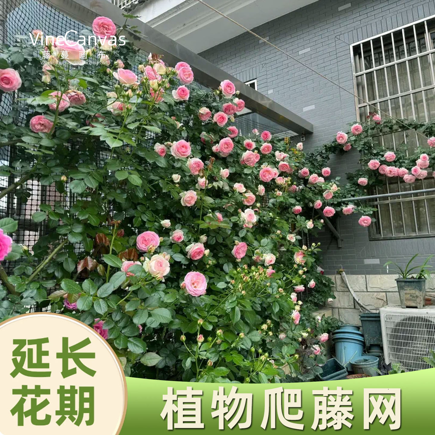 户外庭院花墙护栏牵扯藤曼攀爬网图片