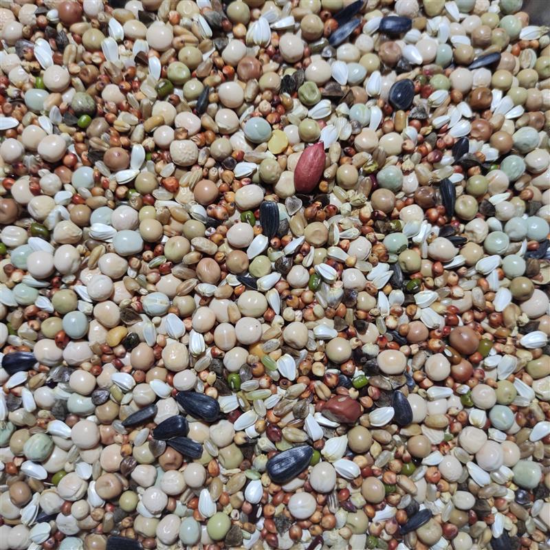 新鸽粮50斤包邮A级无玉米幼鸽赛鸽肉鸽鸽子饲料鸽料鸽子