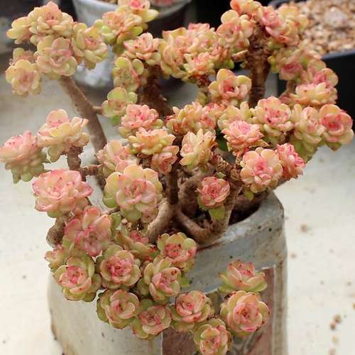 多肉大株超大大型素材模板 多肉大株超大大型图片下载 小麦优选