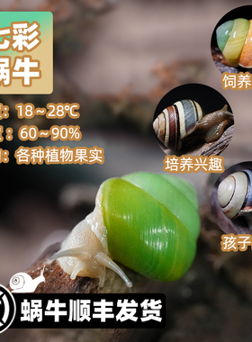宠物多彩活体陆养小蜗牛绿苹果七彩翡翠蜗牛巴达白化蓝彩虹蓝苹果