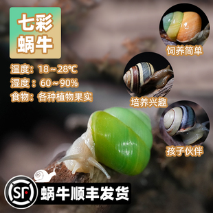 宠物多彩活体陆养小蜗牛绿苹果七彩翡翠蜗牛巴达白化蓝彩虹蓝苹果