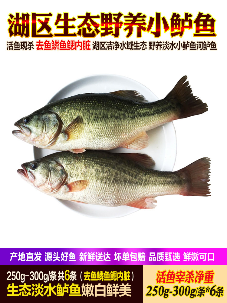 淡水鱼河鲈鱼刺少肉厚鲜活现杀