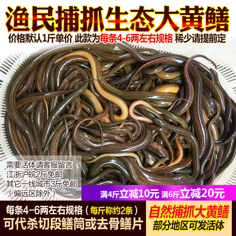 【正宗土黄鳝】渔民捕抓活体大黄鳝鱼新鲜长鱼鲜活500g淡水产现杀