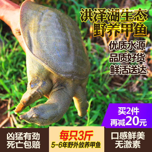 外湖生态鲜活老甲鱼水鱼团鱼王八6年中华鳖3斤活体公鳖老鳖淡水产 - 封面