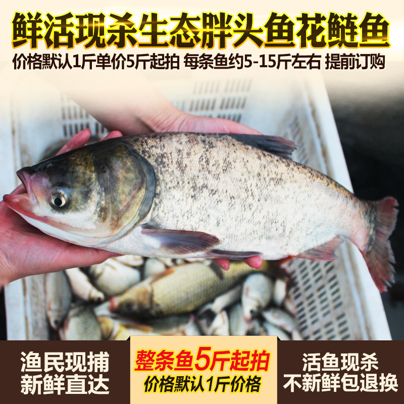 淡水鱼鲢鱼生态胖头鱼整条花鲢鱼鳙鱼鲜活现杀水产1斤单价5斤起拍