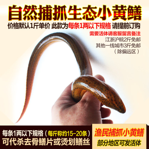 土黄鳝鲜活鱼长鱼现杀营养滋补