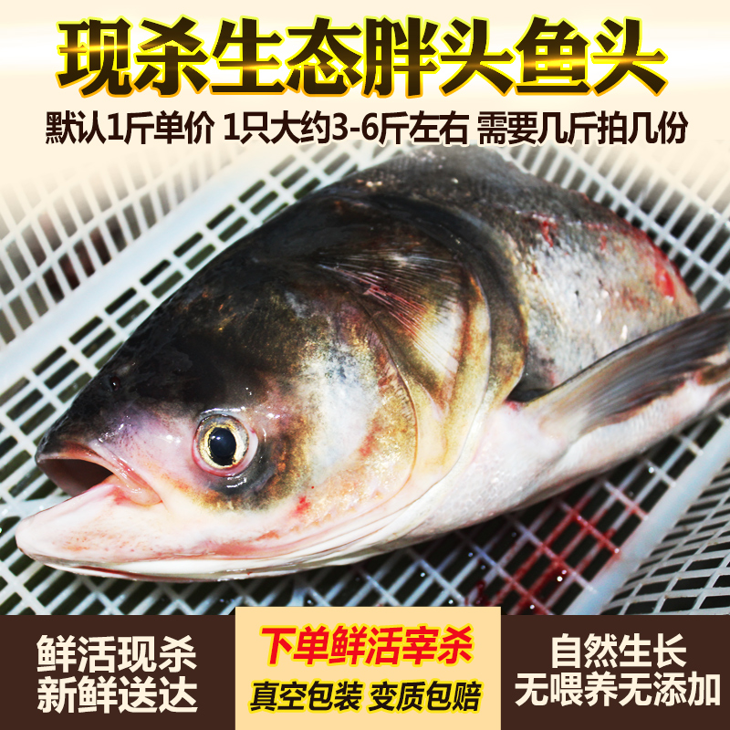 淡水鱼头生态胖头鱼头新鲜大头鲢鱼500g鲜活现杀鱼头鳙鱼花鲢鱼头