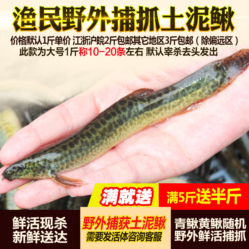 苏北土泥鳅鲜活青鳅黄鳅500g活体现杀大小泥鳅新鲜淡水鱼生鲜水产