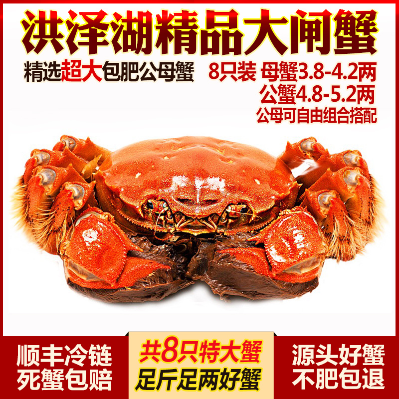 现货特大洪泽湖大闸蟹鲜活螃蟹湖蟹全母蟹4两8只装礼盒装海鲜水产|msdalam kategori daging perikanan/Buah-buahan segar dan sayur-sayuran/dimasak, makanan laut/produk akuatik/produk, ketam, ketam - dari Buy2taobao.com untuk memberikan perkhidmatan ejen Taobao profesional membeli