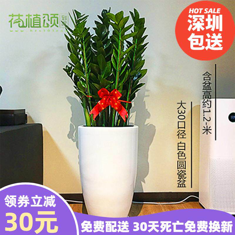 客厅盆栽风水价格 客厅盆栽风水图片 星期三