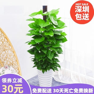 大叶绿萝柱长藤植物客厅绿植办公室除甲醛净化空气深圳同城配送