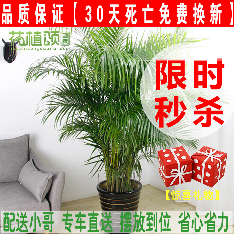 散尾葵办公室客厅开业大型绿植盆栽净化空气好养深圳免费配送特价在类目 鲜花速递/花卉仿真/绿植园艺, 花卉/绿植盆栽（新）, 大型绿植/成品组合盆栽中 - 来自Buy2taobao.com提供专业的淘宝代购服务
