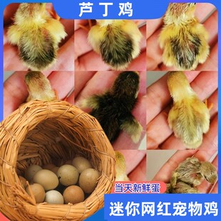 芦丁鸡受精蛋可孵化蛋网红迷你宠物鸡礼服德系卢丁鸡受精蛋原种