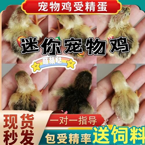 宠物鸡受精可孵化蛋网红芦丁小鸡礼服卵鹌鹑德系纯白瓦灰色观赏