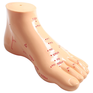 人体各种模型穴位教学模型脚模耳膜 手摸 型针灸推拿按摩穴位