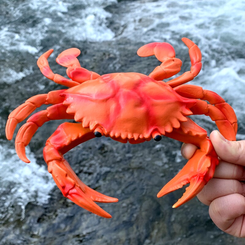 软胶仿真螃蟹幼儿园早教儿童玩具捏捏叫发声海蟹静态海洋动物模型
