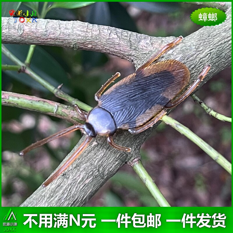 电动爬行仿真蟑螂小强会跑幼儿园儿童玩具整蛊吓人恶搞昆虫小套装